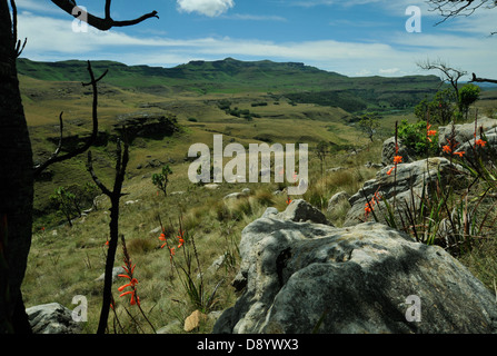 Atemberaubende Landschaft, Watsonia pillansii Blumen, Sani Pass, Drakensberg Berge, Südafrika, Afrikanisches Reiseziel, UNESCO-Weltkulturerbe Stockfoto