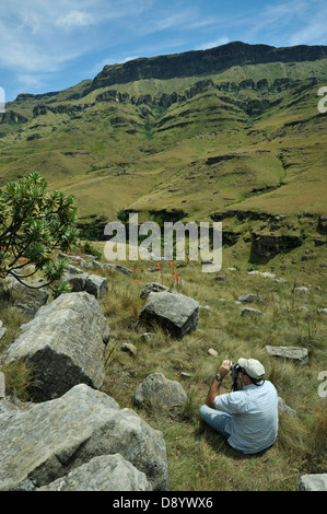 Kameramann für Erwachsene, der Pflanzen schießt, Sani Pass, Drakensberg Mountains, KwaZulu-Natal, Südafrika, Afrikanisches Reiseziel, wunderschöne Landschaft Stockfoto