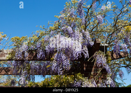 Eine schöne Darstellung der Blauregen an einer Pergola in Tamworth Castle Grounds. Stockfoto