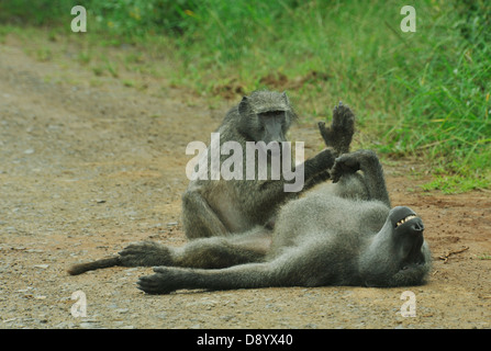 Tierverhalten, Hluhluwe Umfolozi Wildreservat, KwaZulu-Natal, Südafrika, Chacma Baboon, Papio cynocephalus ursinus, Genießen Sie die Vorbereitung, Aktivität Stockfoto