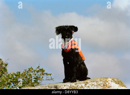 Einen Riesenschnauzer Welpen eine Schwimmweste tragen. Stockfoto