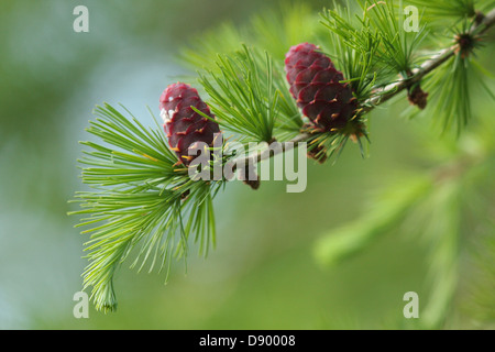 Entwicklung von Douglas Tannenzapfen Stockfoto