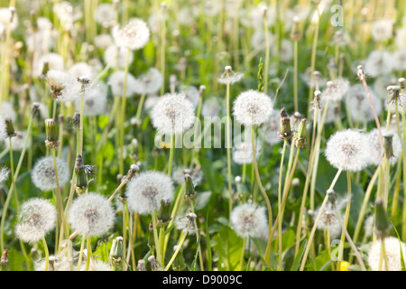 Löwenzahn Blüten mit weißen flauschigen fliegende Samen Stockfoto