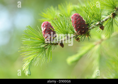 Entwicklung von Douglas Tannenzapfen Stockfoto