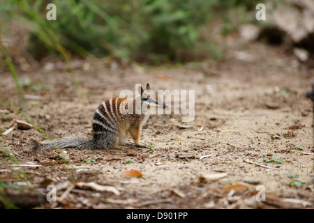 Ein Numbat Beurteilung seiner Umgebung für potentielle Gefahr. Stockfoto