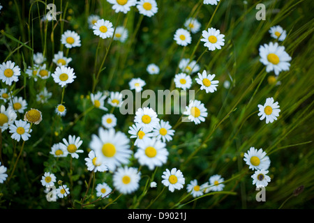 Blumen Gänseblümchen (Bellis Perennis) Stockfoto