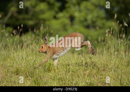 Irische Hase Stockfoto