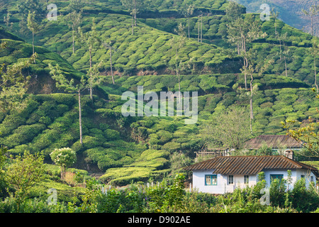 Die schöne Tee-Plantagen von Munnar, ein Hügel-Station in Kerala, Indien Stockfoto