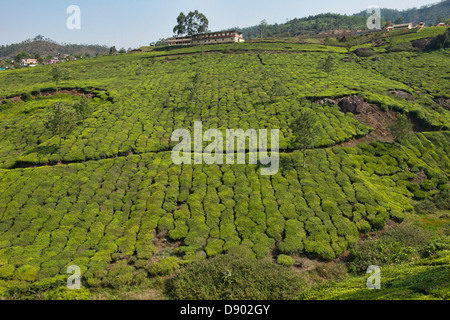 Die schöne Tee-Plantagen von Munnar, ein Hügel-Station in Kerala, Indien Stockfoto