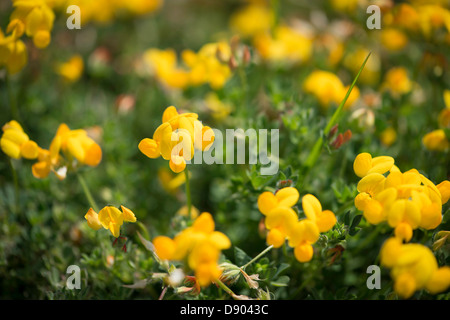 Lotus corniculatus. Auch als Vögel foot Trefoil. Stockfoto