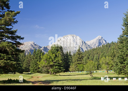 Eine Wiese vor einem Wald, vor dem Gipfel des Berges Giona, Zentralgriechenland Stockfoto