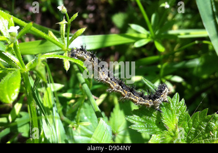 KLEINER Schmetterling in SCHILDPATT (Aglais Urticae) Erwachsene Raupe auf Cleavers im Juni. Foto Tony Gale Stockfoto