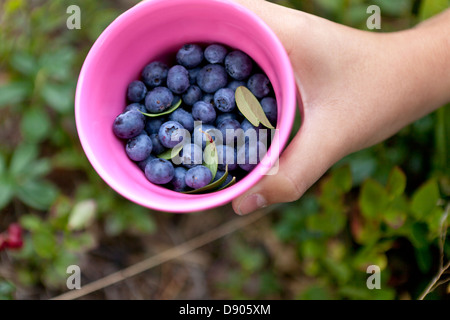 Mädchen-Kommissionierung-Heidelbeeren Stockfoto