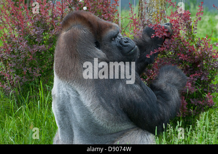 Eine männliche Flachlandgorilla. Stockfoto