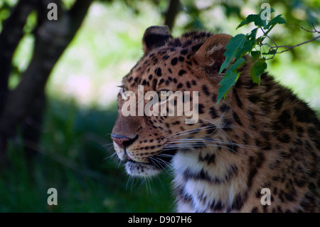 Nahaufnahme der Amur-Leopard. Stockfoto