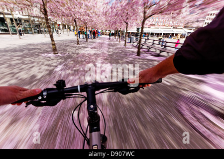 Durch Straße mit Bäumen blühen über Radfahren Radfahrer Stockfoto