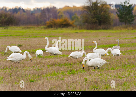 Herde von Singschwänen Stockfoto