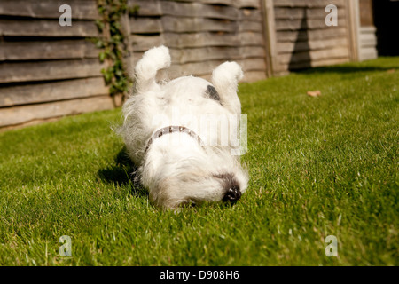 Jack Russell Hund in der Sonne wälzen Stockfoto