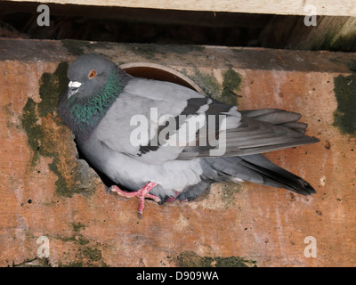 Wilde Taube, Columba Livia in einem Drainagerohr, UK 2013 Stockfoto