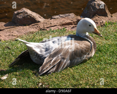 Blauer Morph Schneegans, Dawlish, Devon, UK 2013 Stockfoto