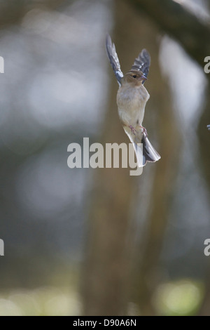 Schwebende weibliche Buchfink Stockfoto