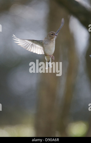 Schwebende weibliche Buchfink Stockfoto
