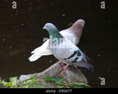 Verwilderte Tauben, Columba Livia, UK 2013 Stockfoto