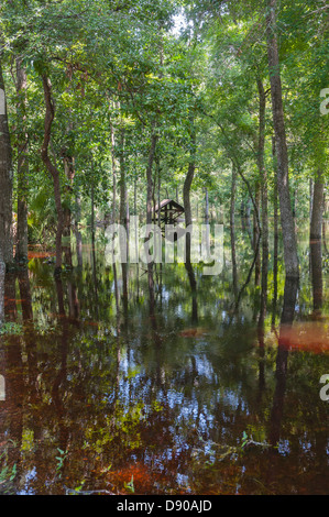 Überschwemmungen im Oleno State Park nach tropischer Sturm Debby North Central Florida 6-12 getroffen. Stockfoto