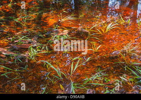 Überschwemmungen im Oleno State Park nach tropischer Sturm Debby North Central Florida 6-12 getroffen. Stockfoto