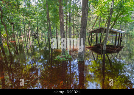 Überschwemmungen im Oleno State Park nach tropischer Sturm Debby North Central Florida 6-12 getroffen. Stockfoto