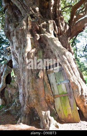 4000 Jahre alte Eibe in St Georges Churchyard Crowhurst Surrey UK Stockfoto