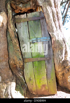 4000 Jahre alte Eibe in St Georges Churchyard Crowhurst Surrey UK Stockfoto