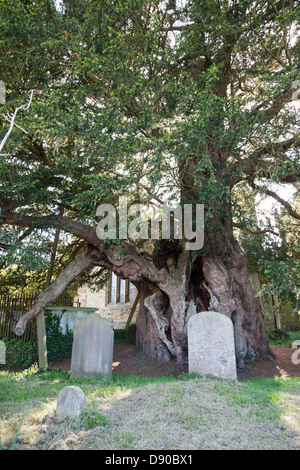 4000 Jahre alte Eibe in St Georges Churchyard Crowhurst Surrey UK Stockfoto