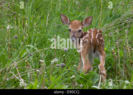 Ein vor kurzem geboren Whitetail Deer Rehkitz steht auf einer Wiese. Stockfoto