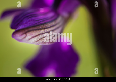 Eine extreme Nahaufnahme Makroaufnahme einer grünen winged Orchid Blütenblatt. Stockfoto