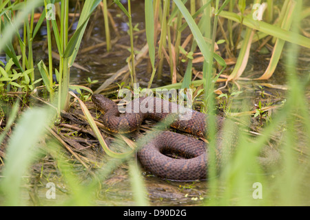 Eine Wasserschlange in ein sumpfiges Feuchtgebiet. Stockfoto
