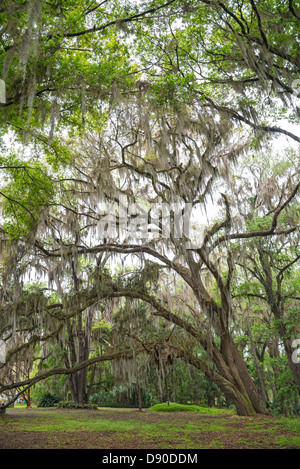 Große Live-Eiche mit spanischem Moos am Kanapaha Botanical Gardens befindet sich in Gainesville Florida. Stockfoto