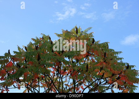 Hirsch-Horn Sumach 'Rhus Hirta' Stockfoto