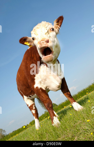 Eine weibliche Stammbaum öffnen Hereford Kuh Beweidung in Butterblume abgewinkelt Sichtfeld mit Mund Stockfoto