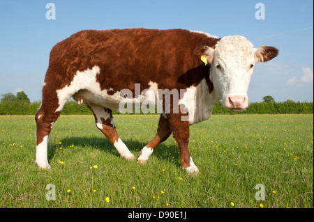 Einen Stammbaum Hereford Bulle in Weide Wiese Blick in die Kamera Stockfoto