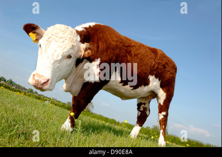 einen einzigen weiblichen Stammbaum Hereford Kuh Butterblume Feld Stockfoto