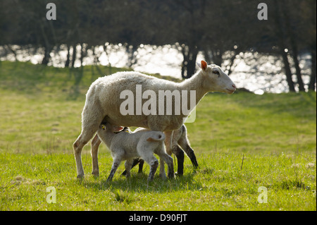 Schafe, Lämmer füttern Stockfoto