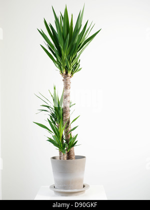 Palme im Topf Stockfoto