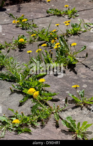 Der Alptraum, das Unkraut und Löwenzahn stossen Sie durch den Innenhof von einem etablierten Garten in Worcestershire Stockfoto