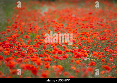 Mohnfelder kommen in voller Blüte, in der Nähe der Stadt Bewdley in Worcestershire Stockfoto