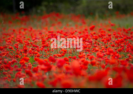 Mohnfelder kommen in voller Blüte, in der Nähe der Stadt Bewdley in Worcestershire Stockfoto