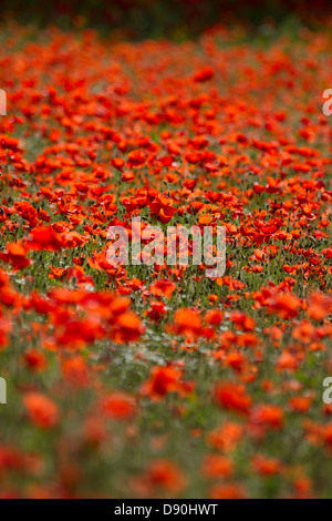 Mohnfelder kommen in voller Blüte, in der Nähe der Stadt Bewdley in Worcestershire Stockfoto