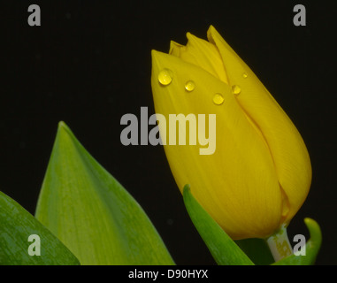 Regentropfen auf einer Tulpe Stockfoto