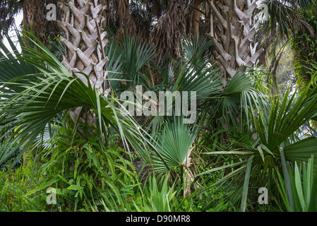 Frühling-Farne schmücken die Stamm-Stiefel von Sabal Palmen in einem Florida-Garten. Stockfoto