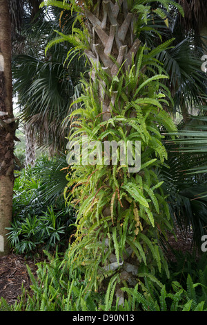 Frühling-Farne schmücken die Stamm-Stiefel von Sabal Palmen in einem Florida-Garten. Stockfoto